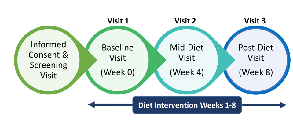 informed consent and screening visit to baseline visit (week 0) to mid-diet visit (week 4) to post-diet visit (week 8)